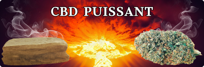 cbd puissant - fleur cbd puissante - résine cbd puissante